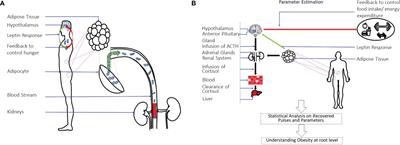 Sparse System Identification of Leptin Dynamics in Women With Obesity